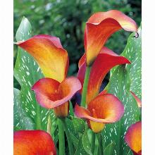 КАЛЛА ФЛЕЙМ карточка поиск