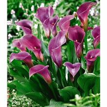 КАЛЛА ПЕПЛ СЕНСЕЙШН карточка поиск