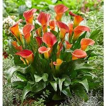 КАЛЛА ПЭШН ФРУТ карточка поиск