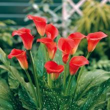 КАЛЛА РЕД СОКС карточка поиск