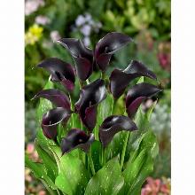 КАЛЛА ЛА ПАЗ карточка поиск