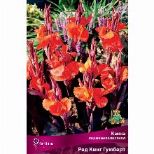 КАННА РЕД КИНГ ГАМБЕРТ карточка поиск