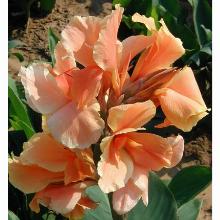 КАННА ЭПРИКОТ ДРИМ карточка поиск