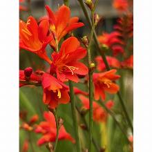 КРОКОСМИЯ РЕД КИНГ 10шт-карточка поиск