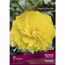 БЕГОНИЯ НОН-СТОП ЙЕЛЛОУ 2шт-карточка поиск