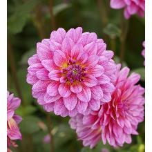 ГЕОРГИНА МЕЛОДИ ФАНФАР карточка поиск