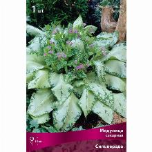 МЕДУНИЦА СИЛЬВЕРАДО карточка поиск