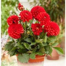 ГЕОРГИНА МЕЛОДИ БОЛЕРО карточка поиск