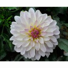 ГЕОРГИНА ГЭЛЛЕРИ МОНЕ карточка поиск