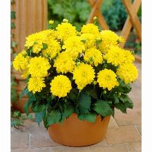 ГЕОРГИНА ГЭЛЛЕРИ ПИНТО карточка поиск