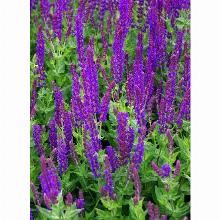 САЛЬВИЯ ДУБРАВНАЯ ВЕСТ ФРИСЛАНД карточка поиск