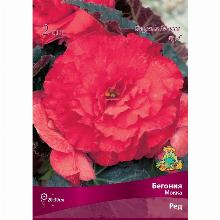 БЕГОНИЯ МОККА РЕД 2шт-карточка поиск