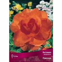 БЕГОНИЯ МАХРОВАЯ ОРИНДЖ карточка поиск