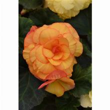 БЕГОНИЯ МАХРОВАЯ ВУММИ МАСКАРАД карточка поиск