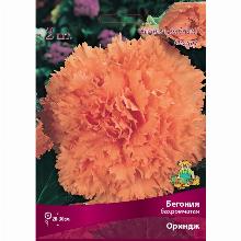 БЕГОНИЯ БАХРОМЧАТАЯ ОРИНДЖ 2шт-карточка поиск