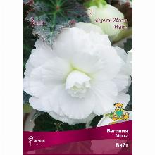 БЕГОНИЯ МОККА ВАЙТ 2шт-карточка поиск