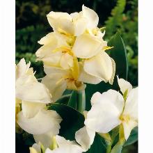 КАННА ВАНИЛА КРИМ карточка поиск