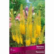 ЭРЕМУРУС ПИНОККИО карточка поиск