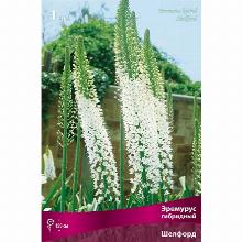 ЭРЕМУРУС ШЕЛФОРД карточка поиск