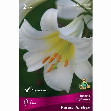 ЛИЛИЯ РИГЕЙЛ АЛЬБУМ 2шт-карточка поиск