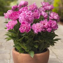 ПИОН РИМ карточка поиск