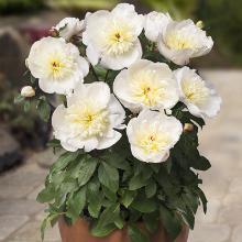 ПИОН МАДРИД карточка поиск