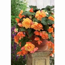 БЕГОНИЯ КАСКАД САНРЕЙ карточка поиск