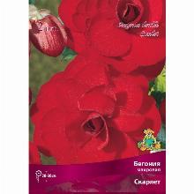 БЕГОНИЯ МАХРОВАЯ СКАРЛЕТ карточка поиск