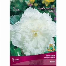 БЕГОНИЯ БАХРОМЧАТАЯ ВАЙТ карточка поиск