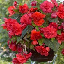 БЕГОНИЯ КАСКАД ОДОРОСА РЕД САНСЕТ 2шт-карточка поиск