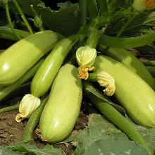 РАССАДА КАБАЧОК ИСКАНДЕР кассета-6шт