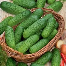 РАССАДА ОГУРЕЦ ПАРТЕНОКАРПИЧЕСКИЙ МАРИНДА F1 кассета-6шт