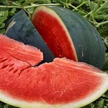 РАССАДА АРБУЗ ШУГА ДЕЛИКАТА кассета-6шт