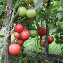 РАССАДА ТОМАТ ПИНК БУШ F1 кассета-6шт