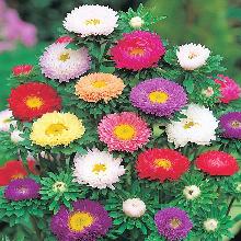 РАССАДА АСТРА МАЦУМОТО СМЕСЬ кассета-6шт