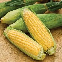 РАССАДА КУКУРУЗА САХАРНАЯ КАРАМЕЛО F1 кассета-6шт