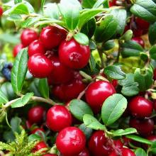 БРУСНИКА РУНО БЕЛЯВСКИЙ горшок-с1