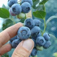 ГОЛУБИКА САДОВАЯ РЕКА горшок-p9