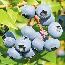 ГОЛУБИКА САДОВАЯ ЭРЛИ БЛЮ горшок-p9