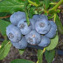 ГОЛУБИКА САДОВАЯ ПАТРИОТ горшок-p9