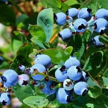 ГОЛУБИКА САДОВАЯ ЭЛИЗАБЕТ горшок-p9