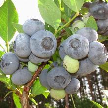 ГОЛУБИКА САДОВАЯ ДАРРОУ горшок-p9