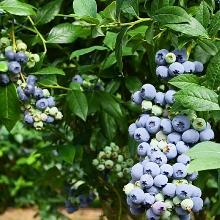 ГОЛУБИКА САДОВАЯ НОРТЛАНД горшок-с2