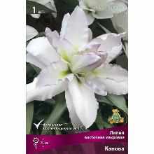 ЛИЛИЯ КАНОВА карточка поиск