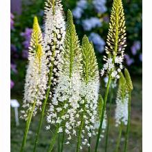 ЭРЕМУРУС ГИМАЛАЙСКИЙ карточка поиск