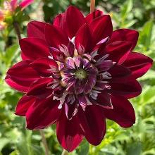 ГЕОРГИНА КИНГ АРТУР карточка поиск