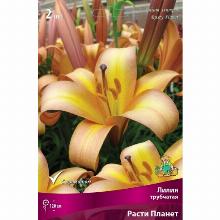 ЛИЛИЯ РАСТИ ПЛАНЕТ карточка поиск