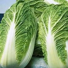 РАССАДА КАПУСТА ПЕКИНСКАЯ МЕГАПОЛИС F1 кассета-6шт