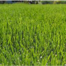 ГАЗОННАЯ СМЕСЬ ЭКСПРЕСС 1,0 КГ зеленый уголок форт