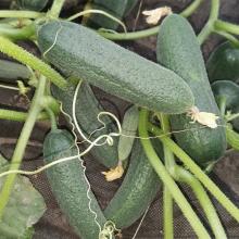 РАССАДА ОГУРЕЦ ПАРТЕНОКАРПИЧЕСКИЙ СПАССКИЙ кассета-6шт